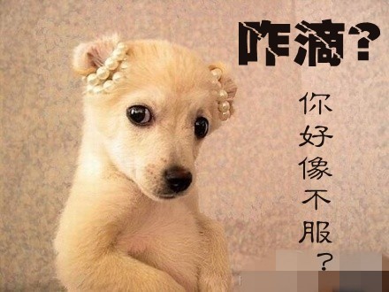 不服單挑啊.jpg